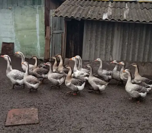 Продам молодняк гусей, фотография 2