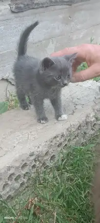 Отдам котят в добрые руки, фотография 2