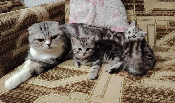 Котята страйты и фолды., фотография 5