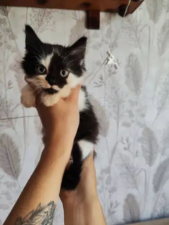 Котята в добрые руки, котенок в дар, породистые, турецкая ангора, фотография 2