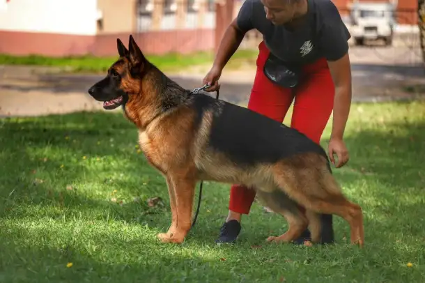 Щенки немецкой овчарки, фотография 11