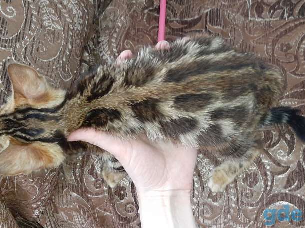 Бенгальские котята, фотография 4