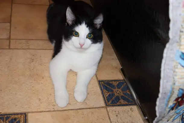 Домашний котенок 4мес. Умный, чуткий, заботливый, веселый, разговаривает, фотография 2