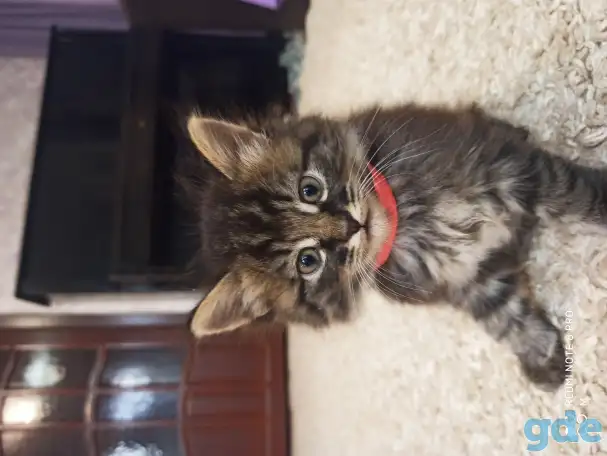 Отдам котят в добрые руки, фотография 2