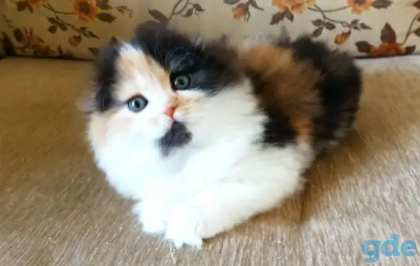 Шотландские котята яркого окраса, фотография 9