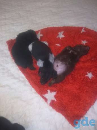 Щенки ищут дом, фотография 1