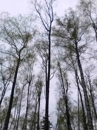 Спил деревьев, фотография 2