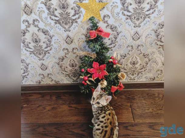 Котенок Бенгал, фотография 3