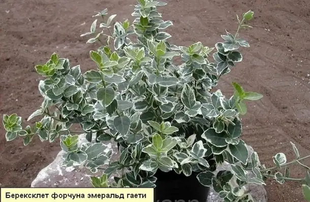 Продам декоративные растения., фотография 4