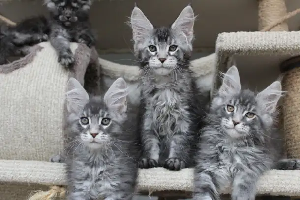 Котята мейн кун ждут Вас!, фотография 3