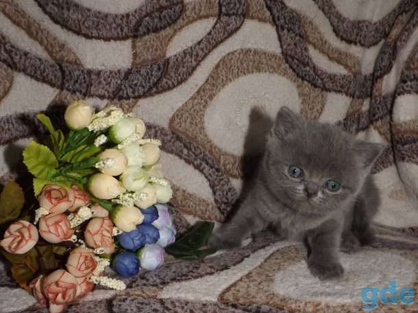 Шотландские котята, фотография 2
