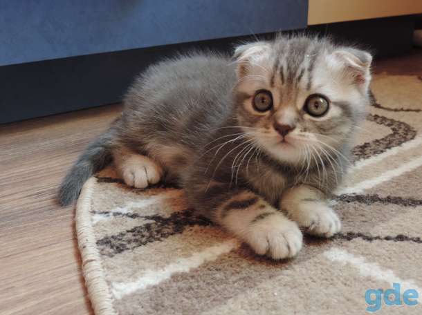 Шотландские котята, фотография 3