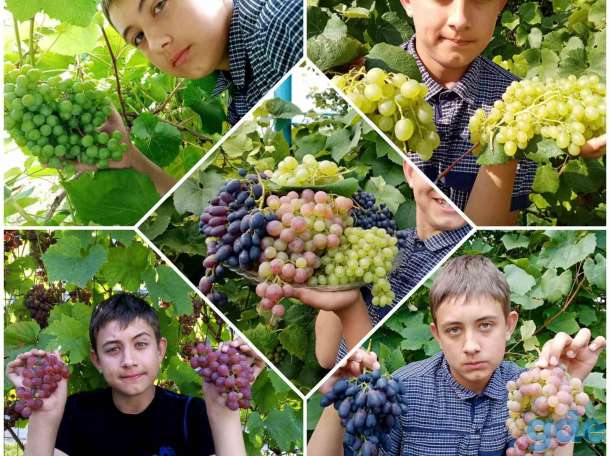 Продам саженцы винограда, фотография 1