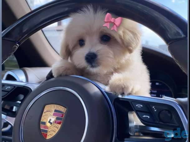 Продам элитных щенков мальтипу f1 мальчики/девочки, фотография 1