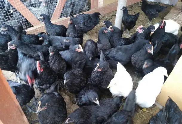 Продам кур несушек, фотография 1