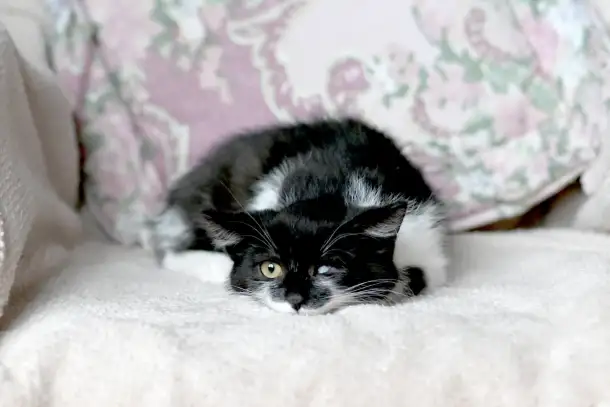 Котятки в дар, фотография 4