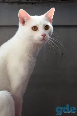 Котик в дар, фотография 6