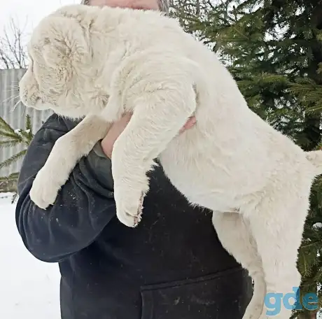 Щенки САО Алабай, фотография 2