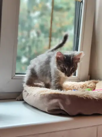 Котята в дар, фотография 10