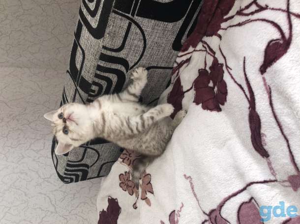 Шотландские котята, фотография 3