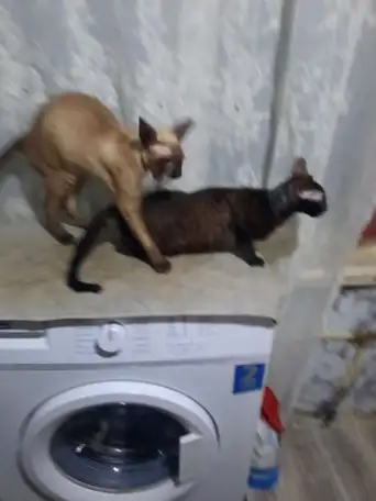 Мой  Котик пригласит Невесту на Вязку, фотография 4