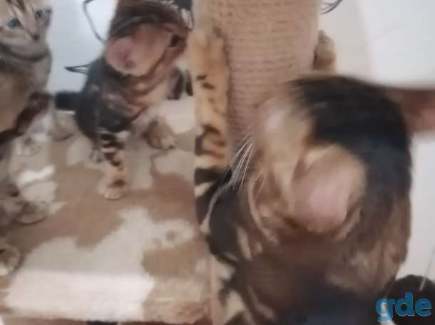 Бенгальские котята, фотография 1