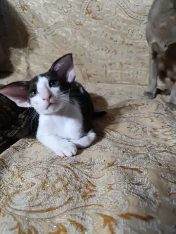Ориентальные котята, фотография 1