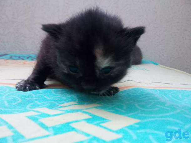 котята, фотография 4