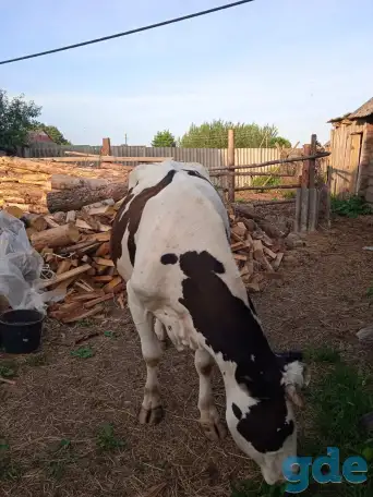 Продам домашнею корову, фотография 1