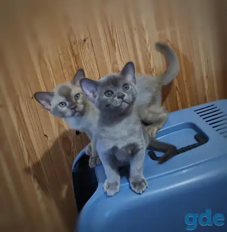 Котята европейской бурмы, фотография 4