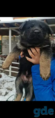 Продам щенка немецкой овчарки, фотография 2