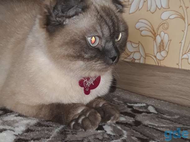 Продам котят, фотография 8