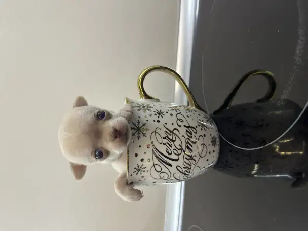 Продам щенка, фотография 2