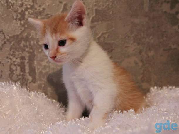 Котята-метисы британской кошки в дар, фотография 3