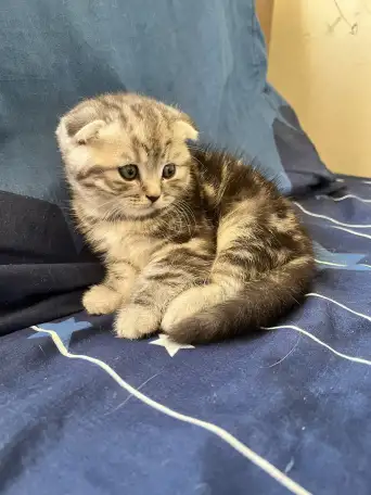 Шотландские котята, фотография 1