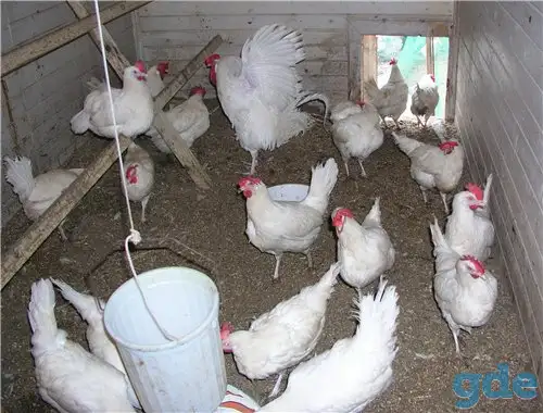 Куры несушки доставка по району, фотография 2