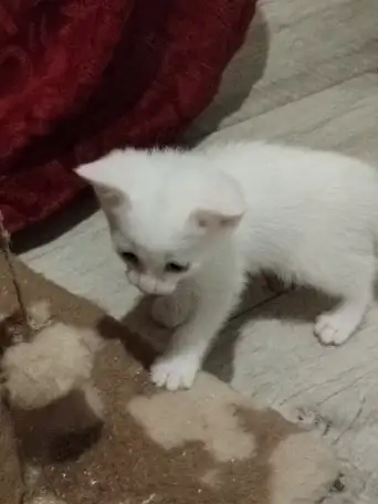 Красивые котята в дар, фотография 5
