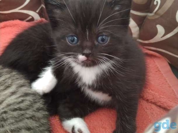 Продам британских котят, фотография 2