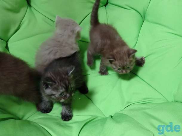 Котята британской короткошерстной, фотография 2