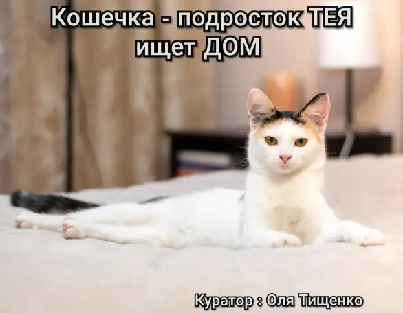 Кошка ТЕЯ ИЩЕТ дом, фотография 8