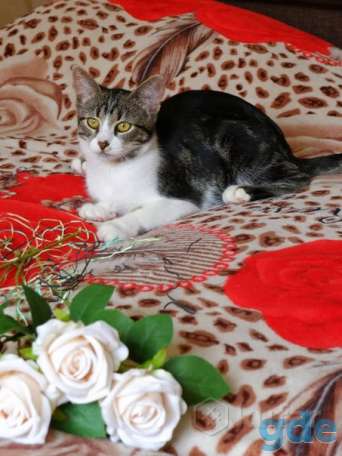 Котенок ищет дом, фотография 2