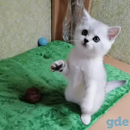 Британские котята, фотография 3