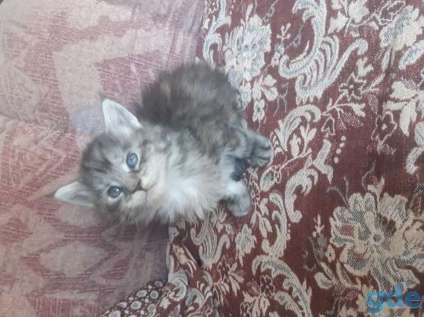 Котята мейн- куны, фотография 4