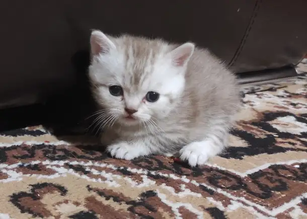 Продам котят шотландской породы, фотография 8