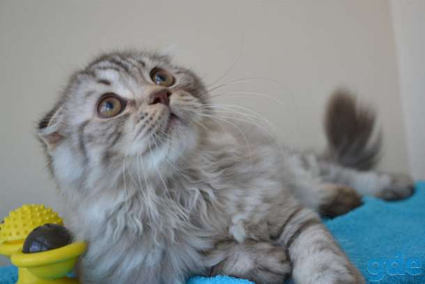 Шотландские котята, фотография 1