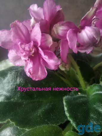 Фиалки, фотография 2