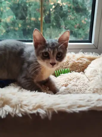 Котята в дар, фотография 7