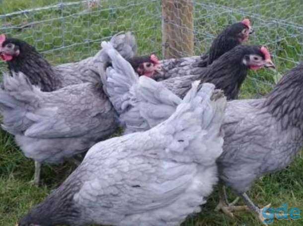 Молодняк кур и куры несушки, фотография 2