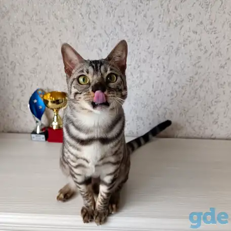 Бенгальские котята, фотография 1