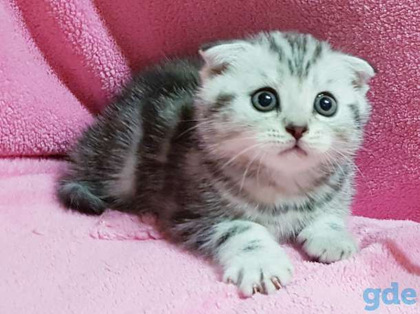 Вислоухие шотландские котята., фотография 1